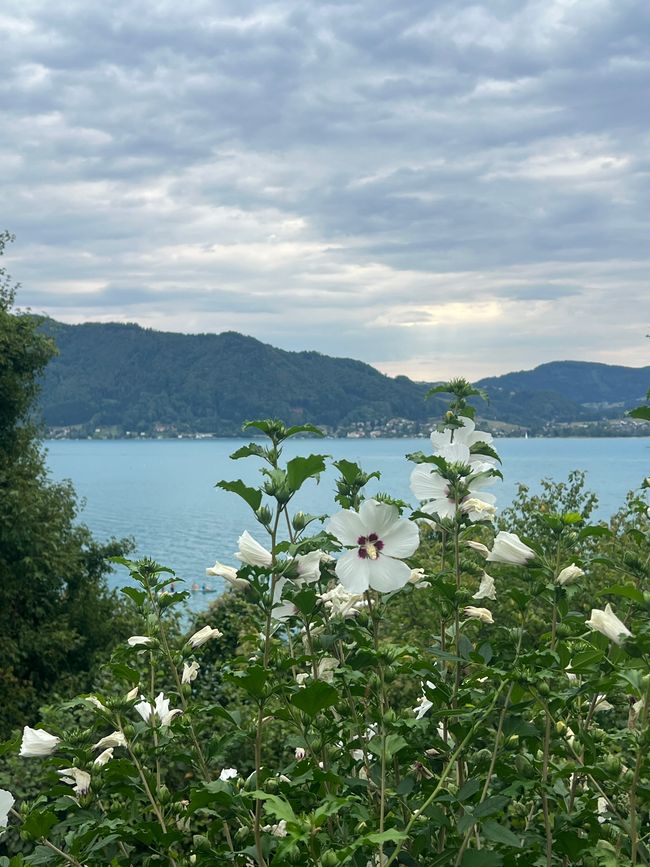 Goodbye Attersee