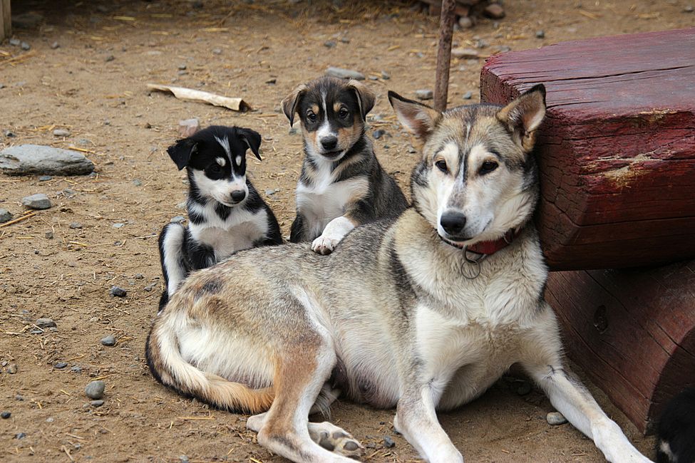 Day 21: Around Whitehorse: Husky Puppies, Emerald Lake & the smallest desert in the world