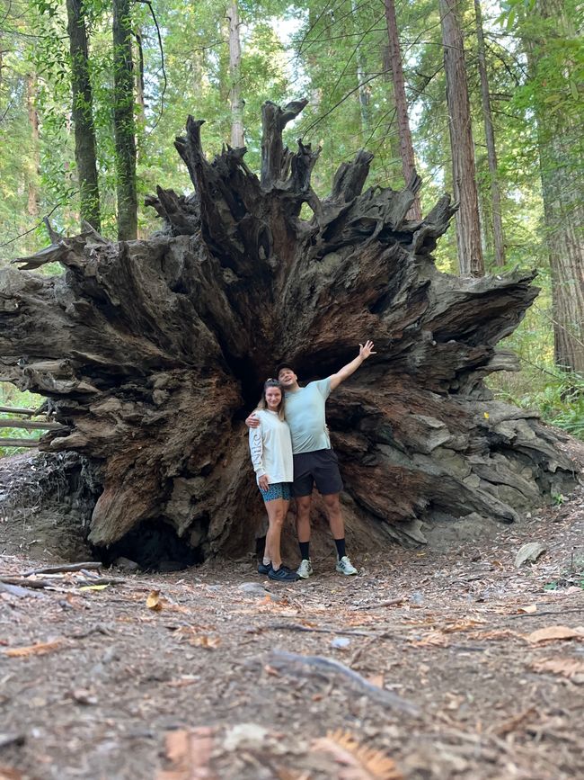 North Californian redwoods