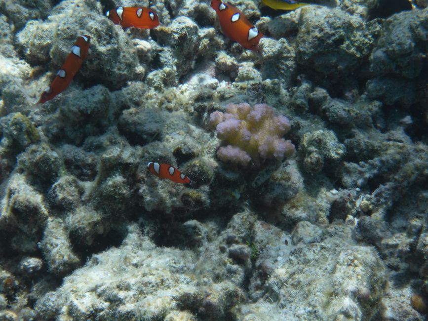 2025-04-30 Raiatea and Taha'a