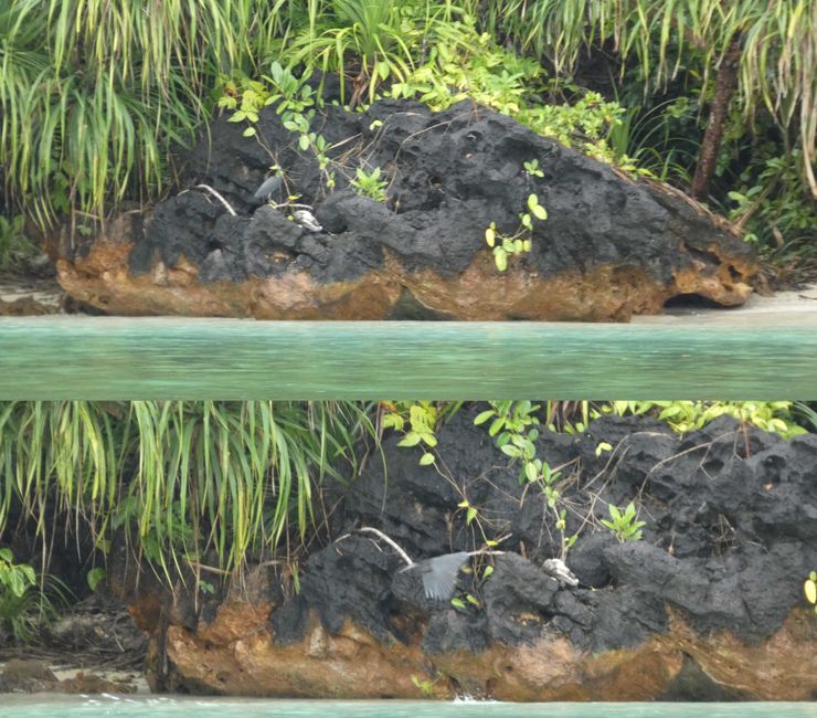 Misool, Nuova Guinea occidentale, Indonesia, escursione in Zodiac