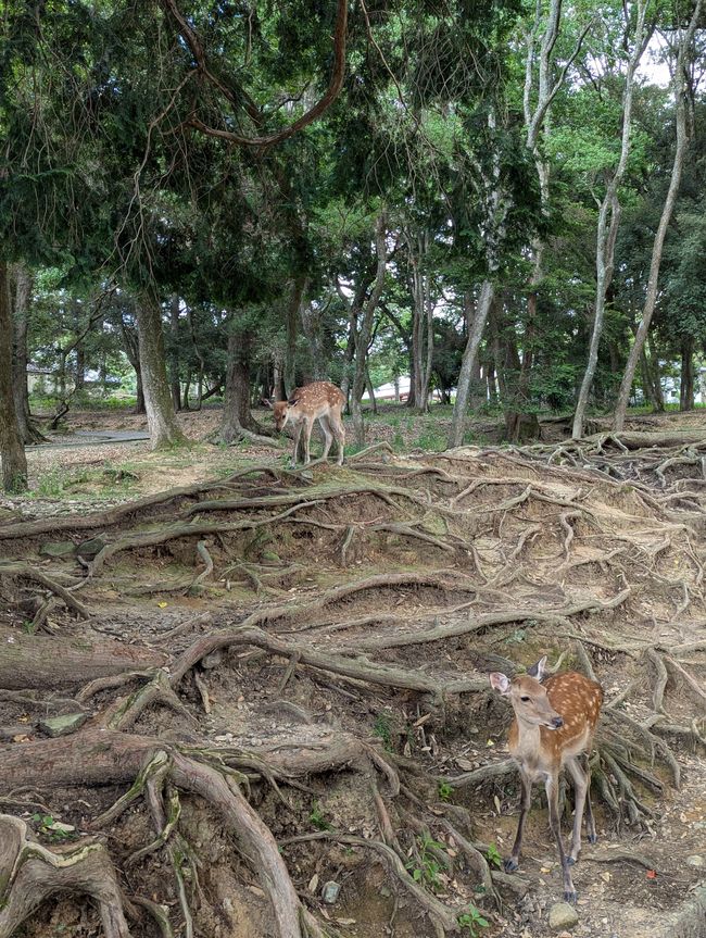 Nara, Osaka y Kioto II