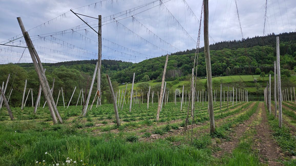 Holsthumer Hopfen, es dauert noch etwas, bis daraus Bitburger wird