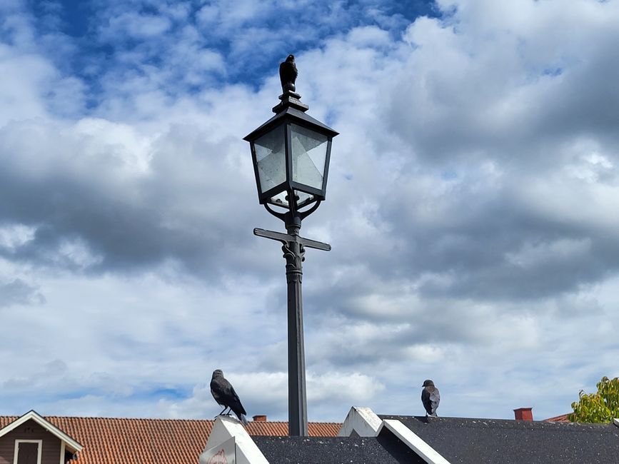Dohlen am Hafen