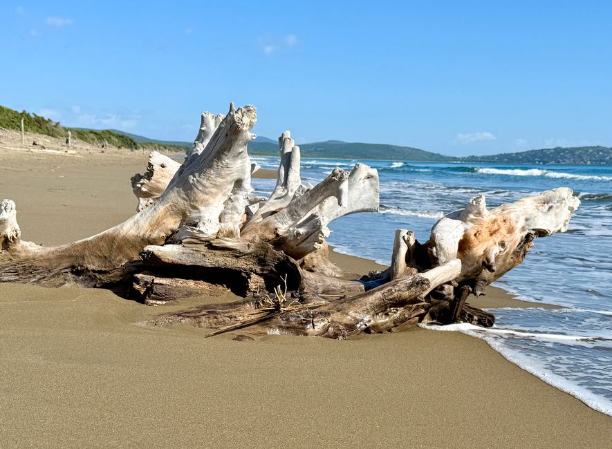 Treibholz, oft bizarr geformt, gibt es am Strand von Feniglia in Massen.