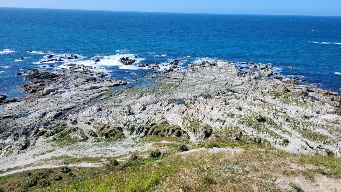 „Animal Watching“ in Kaikoura – Part Two (Seals, No Whales & Dolphins? - but Sheeps!)