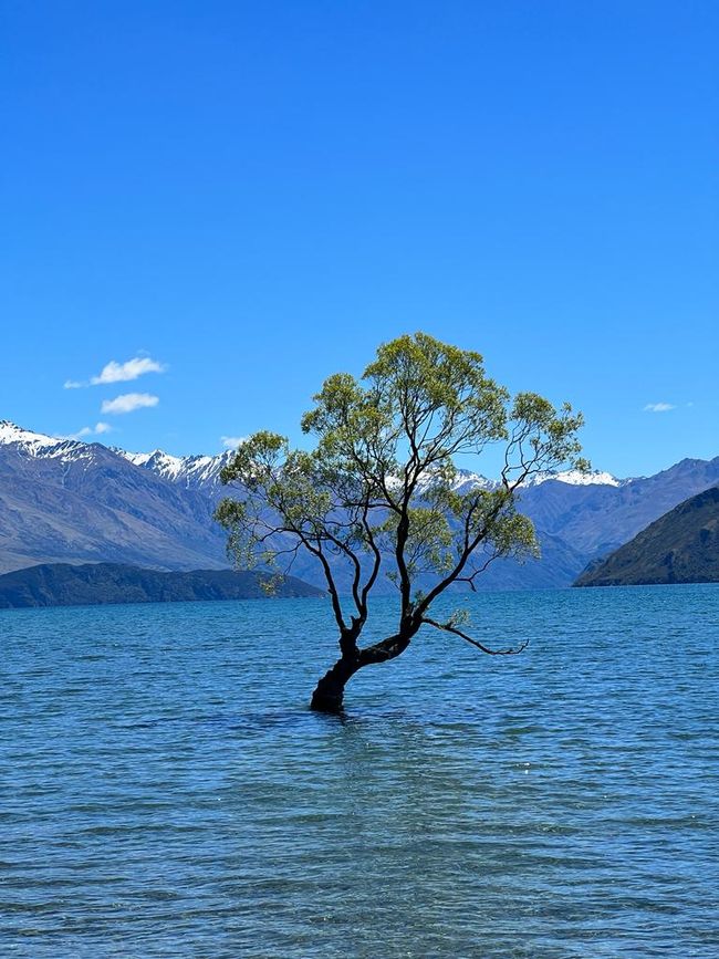 Baum im Lake Wanaka