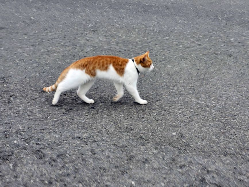 Akureyri, 2 de septiembre de 2024