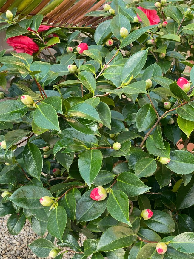 Immerhin: Kamelien kenne ich 