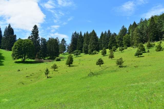 * * * Hayedo de enebro y cara de roca: una caminata en la belleza salvaje del Lochenpass * * *