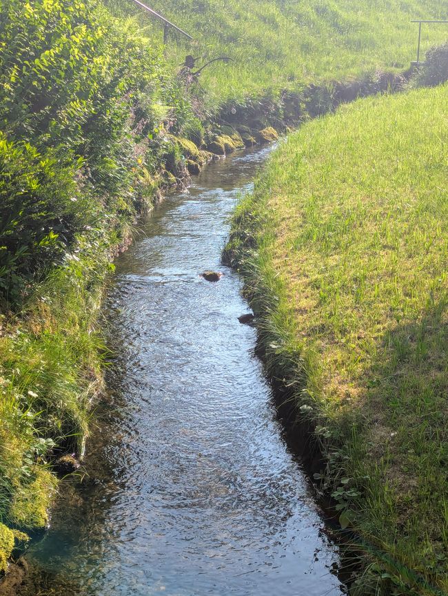 Le Riedbach à la Pension Forelle