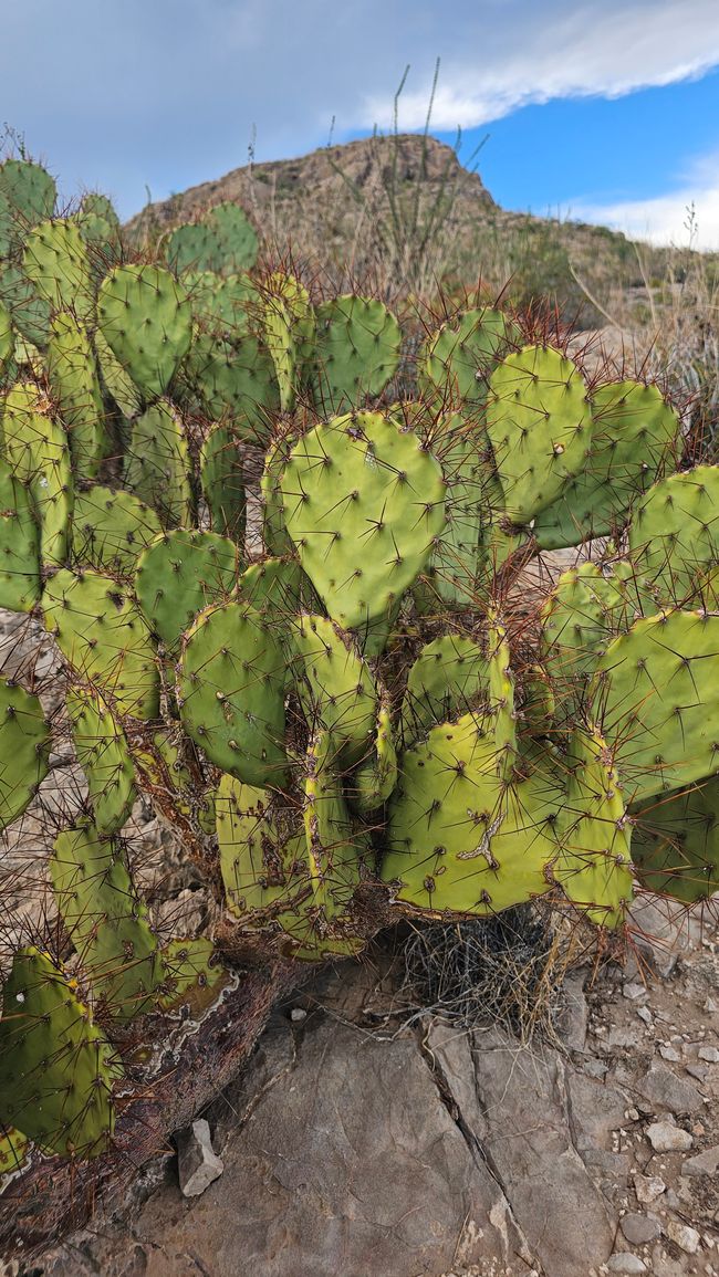 Big Bend Nationalpark