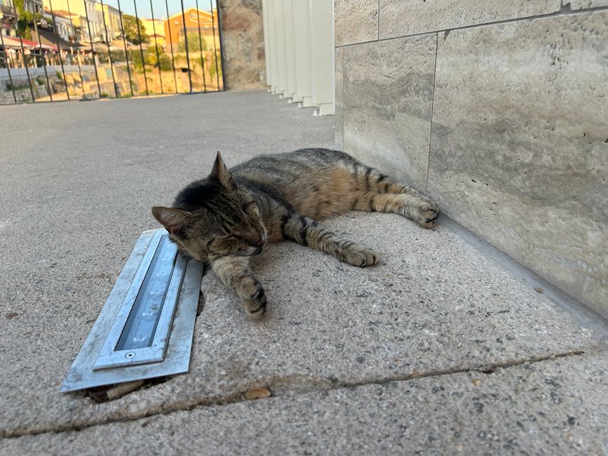 Katzen der Agora
