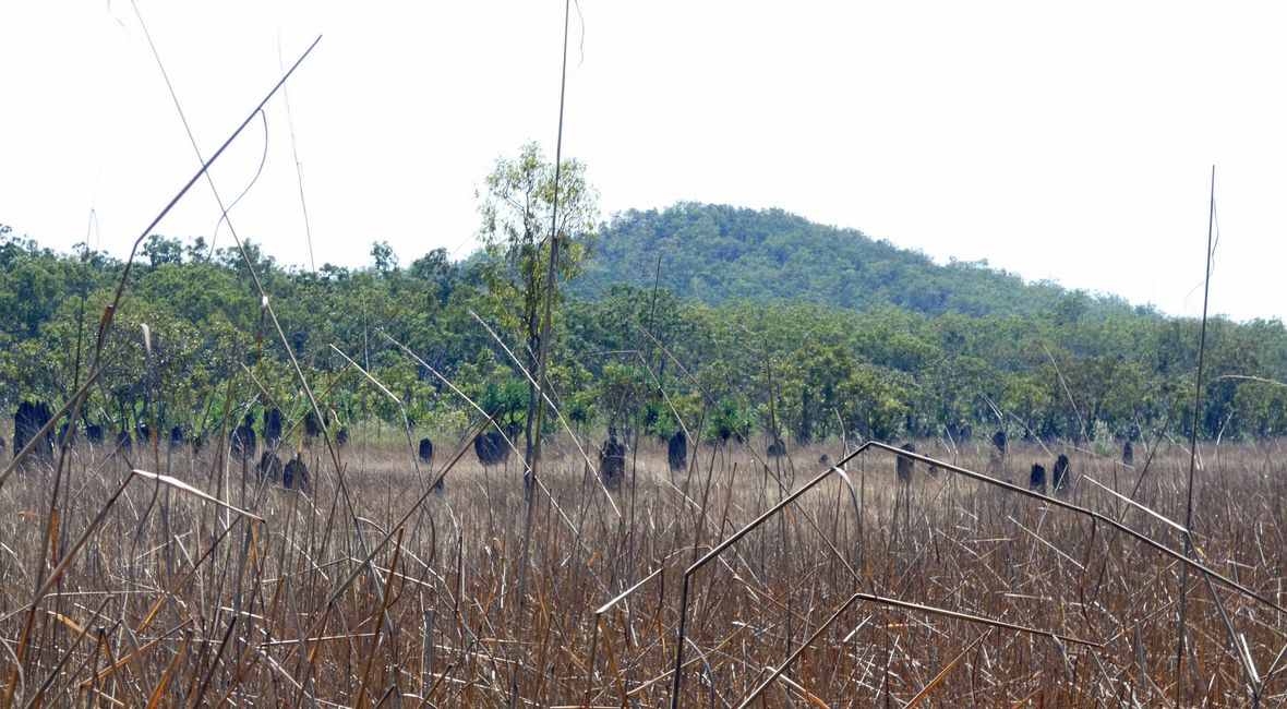 磁性白蚁 mound