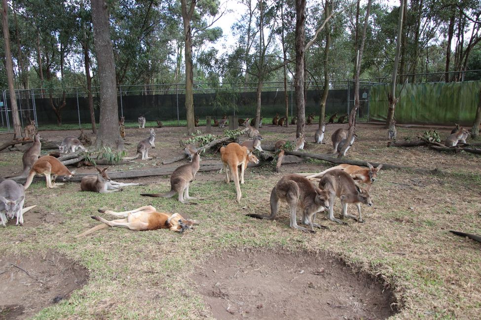 Tag 4: Brisbane - Lone Pine Koala Sanctuary