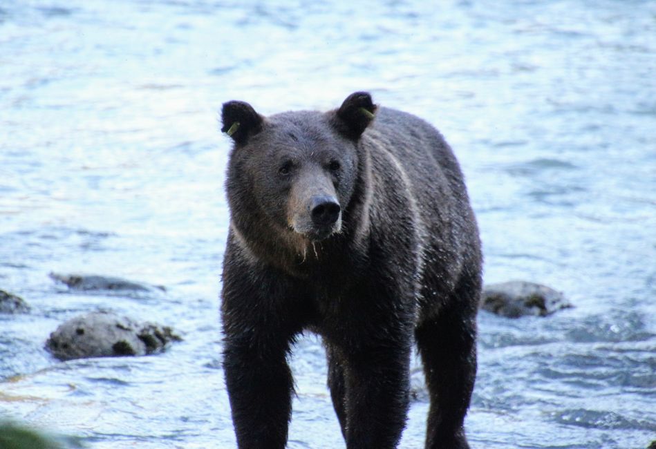abenteuer-vancouver-whitehorse