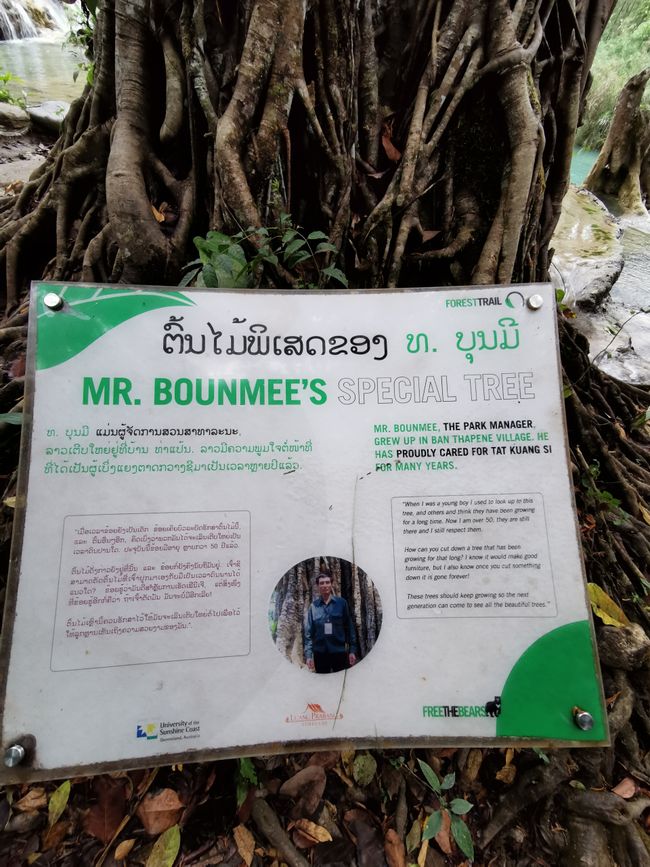 ... et pour les amateurs d'arbres ...