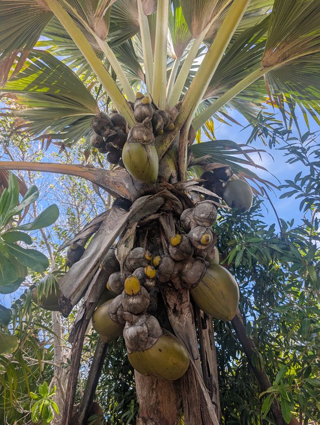 Weltweit einzigartig😱🥥