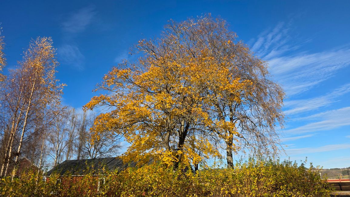Trondheim 23-30.Oktober 2025/29.Oktober