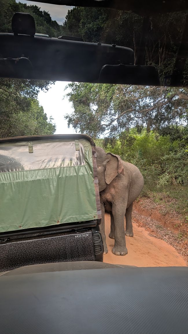 Safari rally yes or no?😉