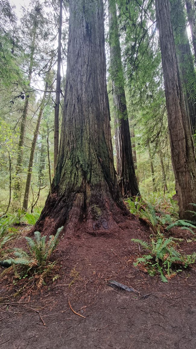 USA West Coast Roadtrip - Tag 6