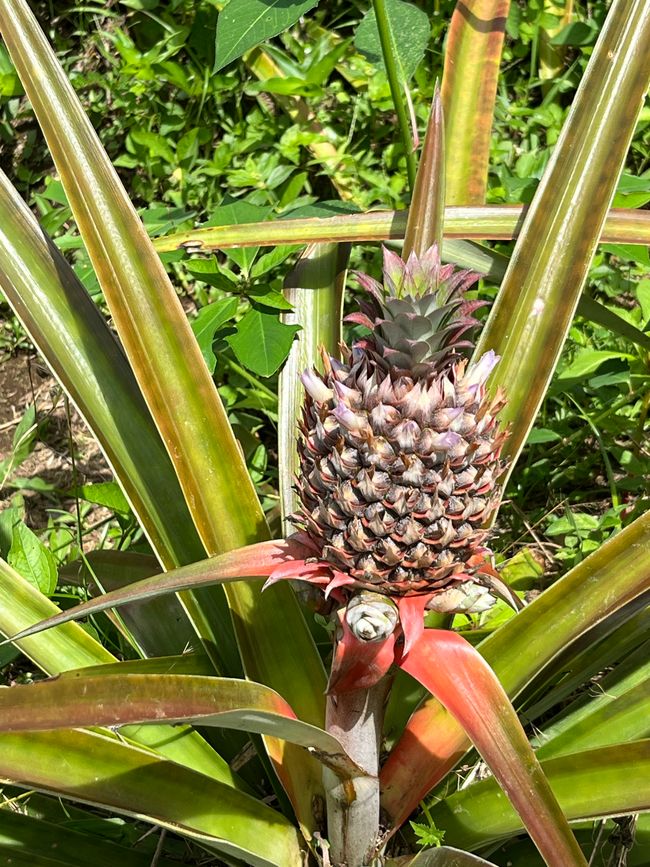 Ananas. Una pianta-uno frutto. 