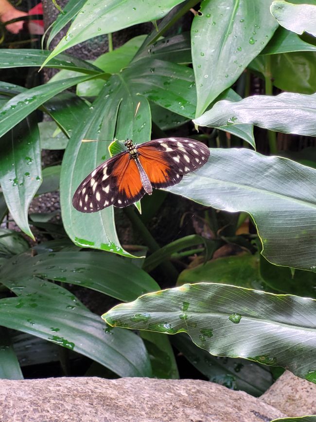 Tag 24 - 13.07.2024 Victoria Butterfly Gardens & Fähre nach Vancouver