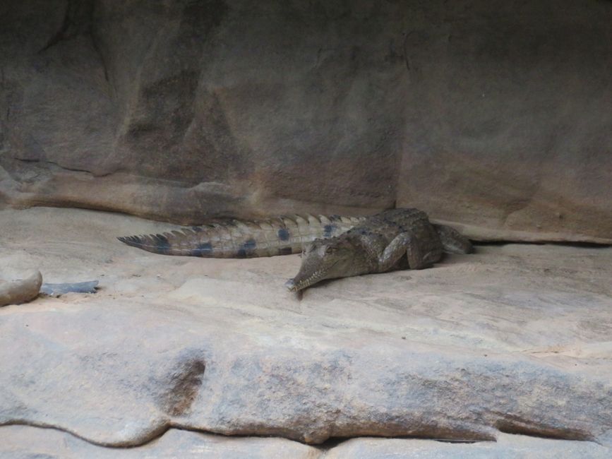 Australian crocodile, called 'Freshy'