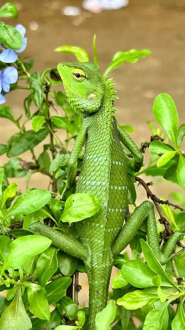 Partire per lo Sri Lanka