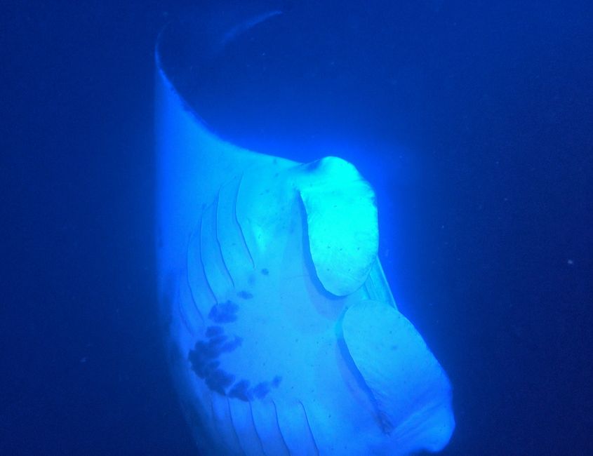 Manta rays at night