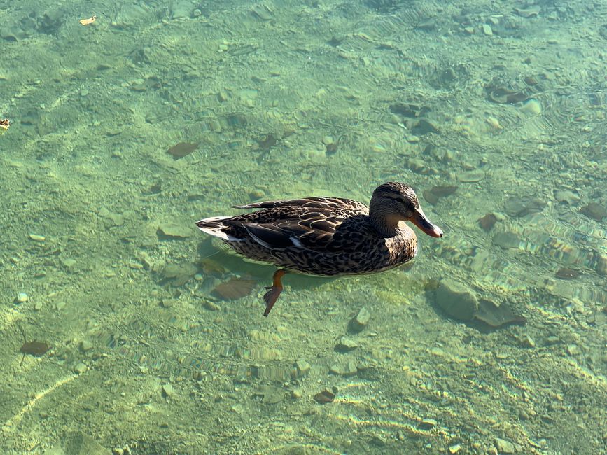 📍Walchensee