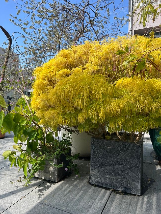 yellow tree