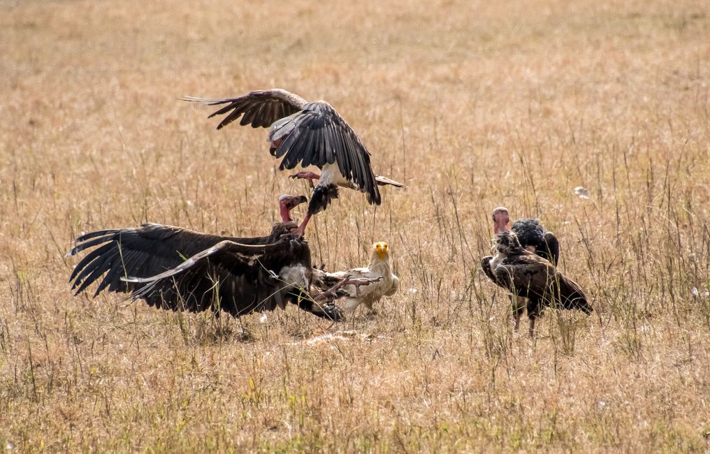 Geier-Kampf / Vultures fighting