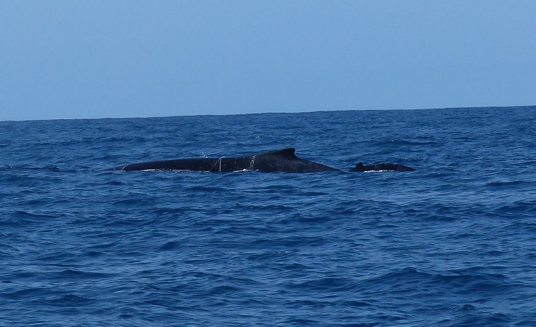 Brasil, Observación de Ballenas