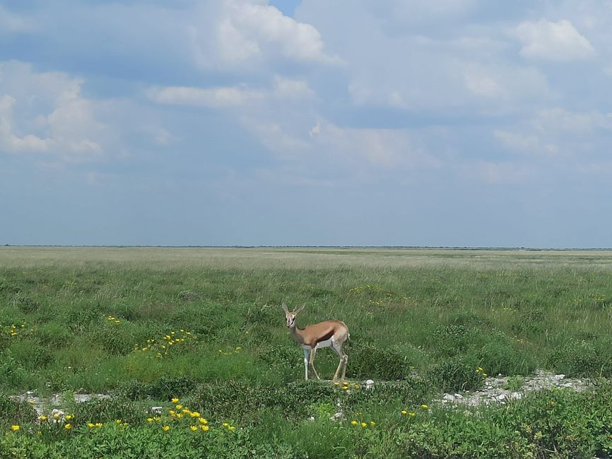 El Parque Nacional Etosha
