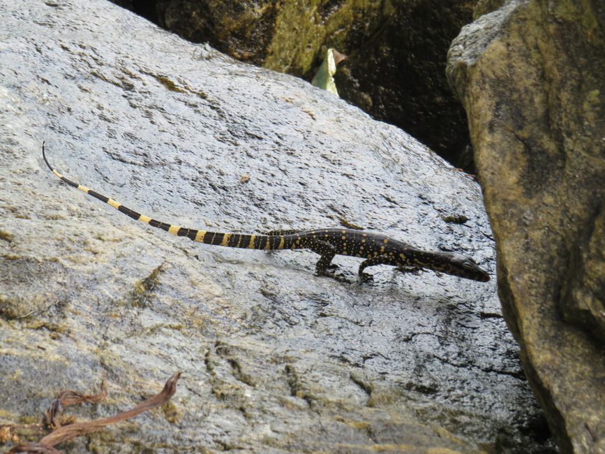 Matara - Mauvais temps, pas de baleines, mais des Salties (crocodiles d'eau salée)
