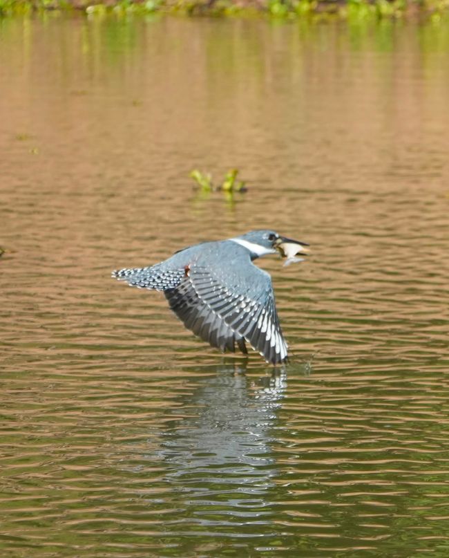 Excursión en barco en el Pantanal