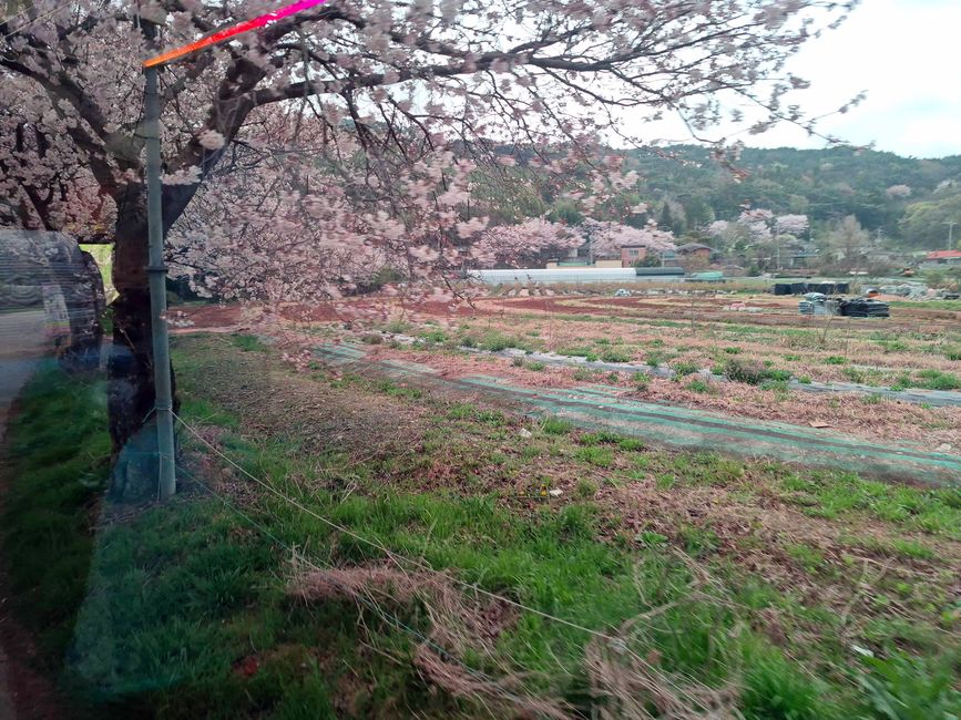 Bosque de Ahopsan