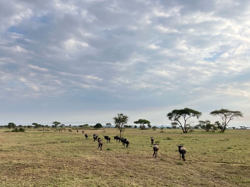 En la Serengeti - Día 3