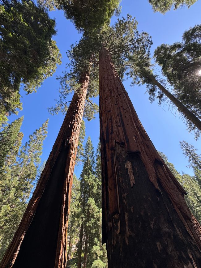 Sequoia National Park