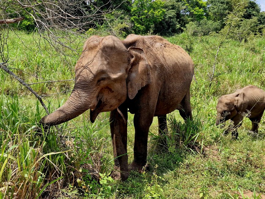 Hurulu Eco Park