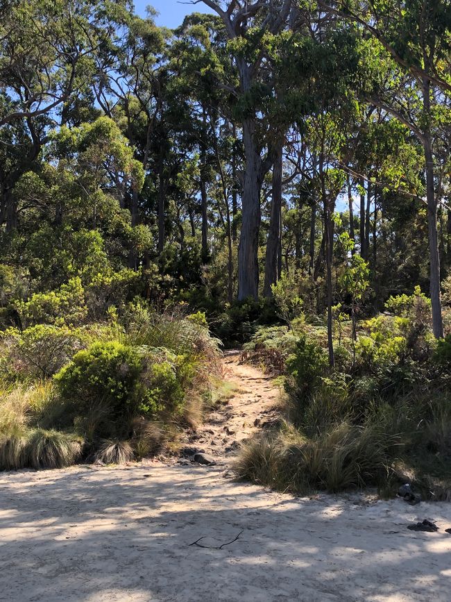 Der Weg zur Mable Bay bei Kilometer 15