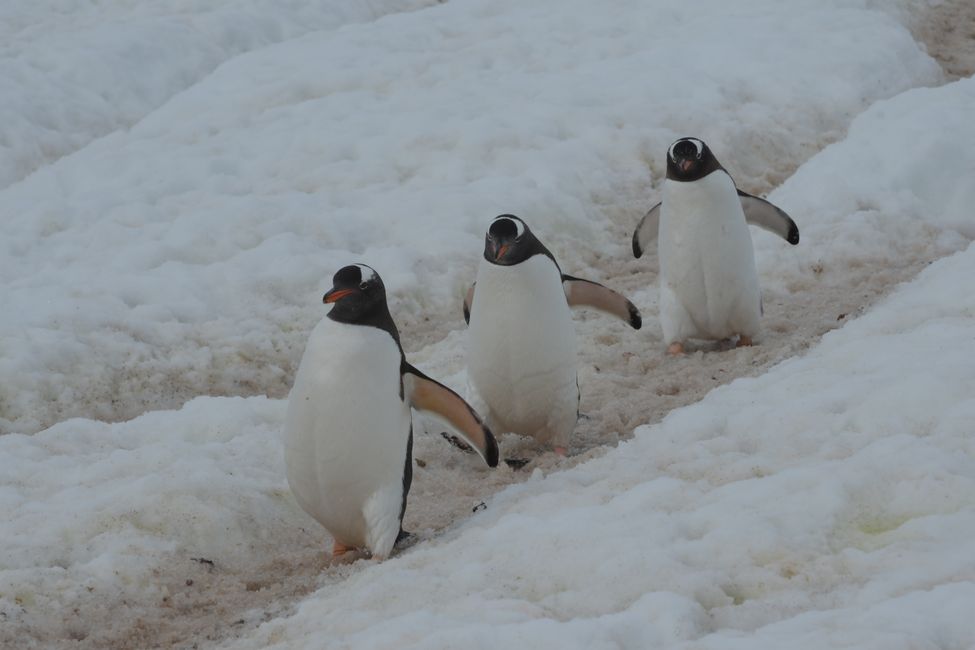 Eselspinguine / Gentoo penguins