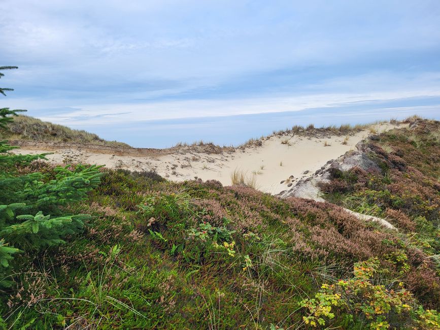 Sentier à travers les dunes