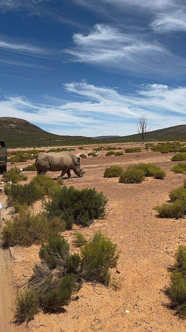 #3 - Ciudad del Cabo - Safari - Los Grandes Cinco