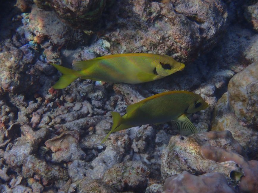 Blue-spotted spinefoot