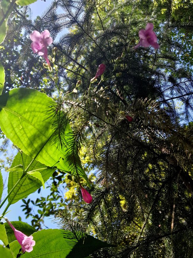 Zwischen Himmel und Erde - Georgetown/Penang
