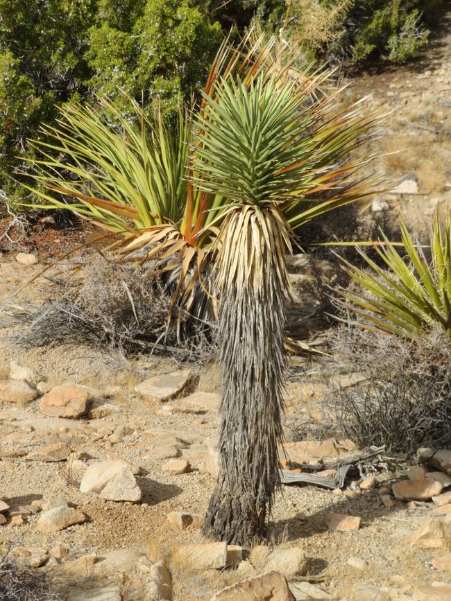 Joshua Tree National Park