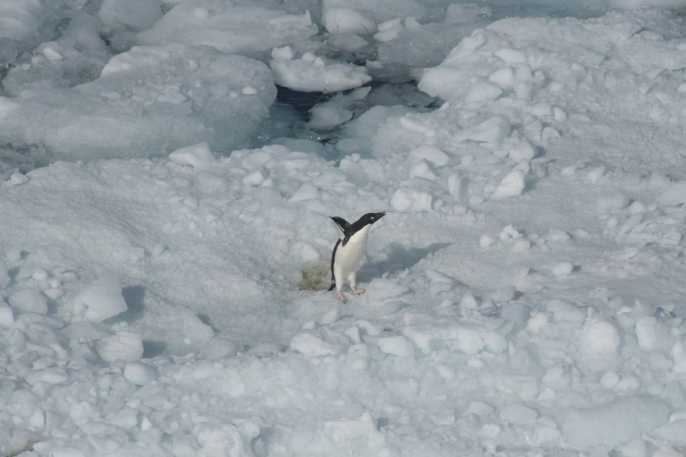 Manchot Adélie / Adelie penguin