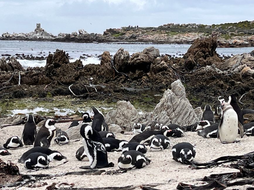 Hermanus
